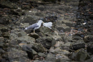 Finding calm: the Thames at low tide during lockdown. Photographer David Levene found himself drawn to water, and the River Thames at low tide, for his second lockdown photo diary.