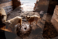 FEATURE - Alltag einer Schweinefarm in der Zakarpattia Region in der Ukraine