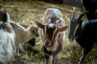 FEATURE - Alltag einer Schweinefarm in der Zakarpattia Region in der Ukraine