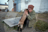 FEATURE - Alltag einer Schweinefarm in der Zakarpattia Region in der Ukraine