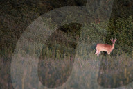 The Knepp estate