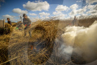 Reed cutters on the Norfolk Broads keeping the rural tradition alive supplying reeds to make thatched roofs.