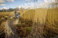 Reed cutters on the Norfolk Broads keeping the rural tradition alive supplying reeds to make thatched roofs.