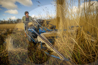 Reed cutters on the Norfolk Broads keeping the rural tradition alive supplying reeds to make thatched roofs.