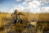 Reed cutters on the Norfolk Broads keeping the rural tradition alive supplying reeds to make thatched roofs.