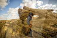 Reed cutters on the Norfolk Broads keeping the rural tradition alive supplying reeds to make thatched roofs.