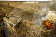 Reed cutters on the Norfolk Broads keeping the rural tradition alive supplying reeds to make thatched roofs.