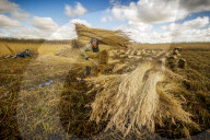 Reed cutters on the Norfolk Broads keeping the rural tradition alive supplying reeds to make thatched roofs.