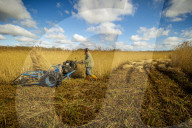 Reed cutters on the Norfolk Broads keeping the rural tradition alive supplying reeds to make thatched roofs.