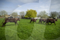 Angelika Von Heimendahl's Red Poll Cattle on Midsummer Common, Cambridge