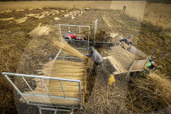 Reed cutters on the Norfolk Broads keeping the rural tradition alive supplying reeds to make thatched roofs.