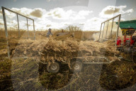 Reed cutters on the Norfolk Broads keeping the rural tradition alive supplying reeds to make thatched roofs.