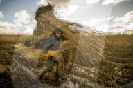 Reed cutters on the Norfolk Broads keeping the rural tradition alive supplying reeds to make thatched roofs.