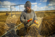 Reed cutters on the Norfolk Broads keeping the rural tradition alive supplying reeds to make thatched roofs.