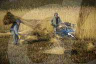 Reed cutters on the Norfolk Broads keeping the rural tradition alive supplying reeds to make thatched roofs.