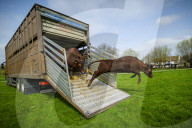 Angelika Von Heimendahl's Red Poll Cattle on Midsummer Common, Cambridge