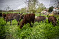 Angelika Von Heimendahl's Red Poll Cattle on Midsummer Common, Cambridge