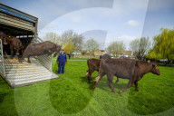Angelika Von Heimendahl's Red Poll Cattle on Midsummer Common, Cambridge