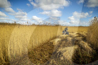 Reed cutters on the Norfolk Broads keeping the rural tradition alive supplying reeds to make thatched roofs.
