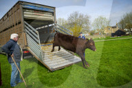 Angelika Von Heimendahl's Red Poll Cattle on Midsummer Common, Cambridge