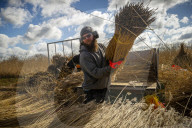 Reed cutters on the Norfolk Broads keeping the rural tradition alive supplying reeds to make thatched roofs.