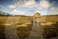 Reed cutters on the Norfolk Broads keeping the rural tradition alive supplying reeds to make thatched roofs.