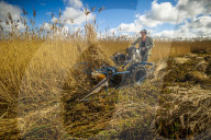 Reed cutters on the Norfolk Broads keeping the rural tradition alive supplying reeds to make thatched roofs.