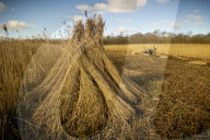 Reed cutters on the Norfolk Broads keeping the rural tradition alive supplying reeds to make thatched roofs.