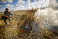 Reed cutters on the Norfolk Broads keeping the rural tradition alive supplying reeds to make thatched roofs.