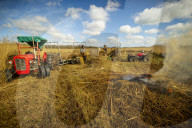 Reed cutters on the Norfolk Broads keeping the rural tradition alive supplying reeds to make thatched roofs.