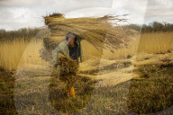 Reed cutters on the Norfolk Broads keeping the rural tradition alive supplying reeds to make thatched roofs.