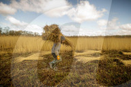 Reed cutters on the Norfolk Broads keeping the rural tradition alive supplying reeds to make thatched roofs.