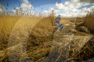 Reed cutters on the Norfolk Broads keeping the rural tradition alive supplying reeds to make thatched roofs.
