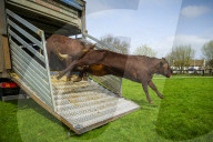 Angelika Von Heimendahl's Red Poll Cattle on Midsummer Common, Cambridge