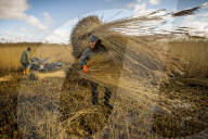 Reed cutters on the Norfolk Broads keeping the rural tradition alive supplying reeds to make thatched roofs.