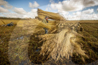 Reed cutters on the Norfolk Broads keeping the rural tradition alive supplying reeds to make thatched roofs.