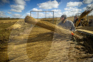Reed cutters on the Norfolk Broads keeping the rural tradition alive supplying reeds to make thatched roofs.