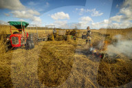 Reed cutters on the Norfolk Broads keeping the rural tradition alive supplying reeds to make thatched roofs.