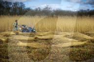 Reed cutters on the Norfolk Broads keeping the rural tradition alive supplying reeds to make thatched roofs.