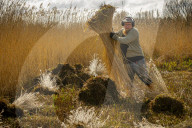 Reed cutters on the Norfolk Broads keeping the rural tradition alive supplying reeds to make thatched roofs.