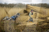 Reed cutters on the Norfolk Broads keeping the rural tradition alive supplying reeds to make thatched roofs.