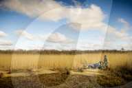Reed cutters on the Norfolk Broads keeping the rural tradition alive supplying reeds to make thatched roofs.