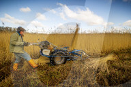 Reed cutters on the Norfolk Broads keeping the rural tradition alive supplying reeds to make thatched roofs.