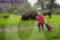 Angelika Von Heimendahl's Red Poll Cattle on Midsummer Common, Cambridge