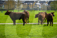 Angelika Von Heimendahl's Red Poll Cattle on Midsummer Common, Cambridge