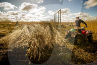 Reed cutters on the Norfolk Broads keeping the rural tradition alive supplying reeds to make thatched roofs.