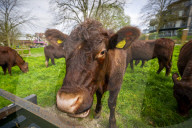 Angelika Von Heimendahl's Red Poll Cattle on Midsummer Common, Cambridge