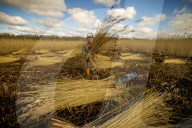 Reed cutters on the Norfolk Broads keeping the rural tradition alive supplying reeds to make thatched roofs.