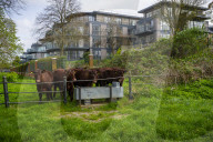 Angelika Von Heimendahl's Red Poll Cattle on Midsummer Common, Cambridge