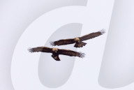 FEATURE - Steinadler jagen Seite an Seite, Isle of Mull, Schottland